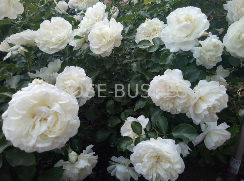 ����� ����������. Blanc Meillandecor. (��)